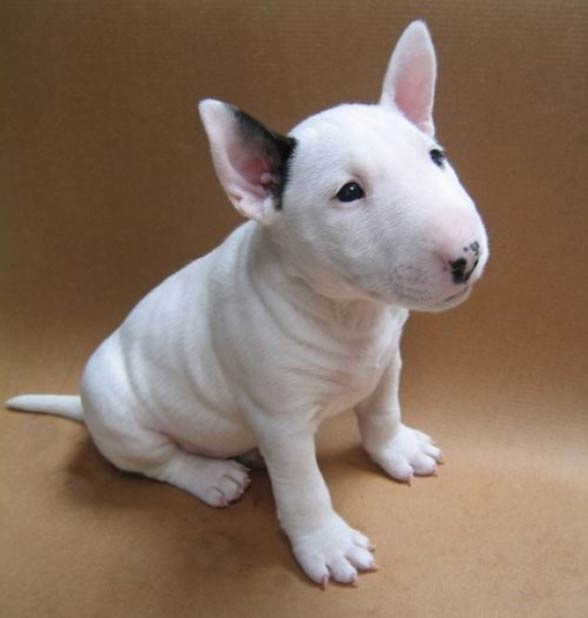 original english bull terrier