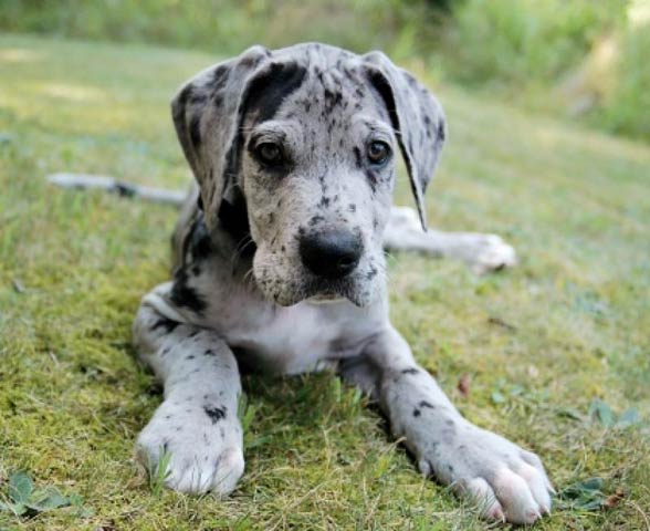 Grey and store white great dane