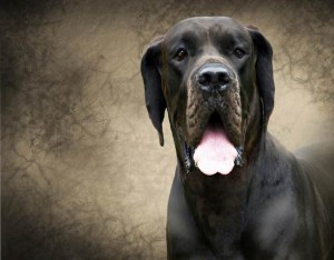 Great Dane | DinoAnimals.com