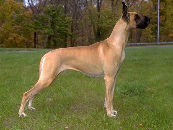 fawn mantle great dane