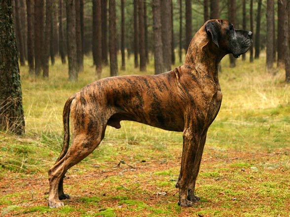 Great Dane | DinoAnimals.com