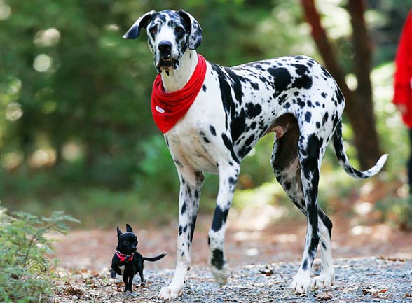 white great dane