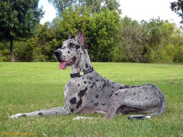 great dane with spots