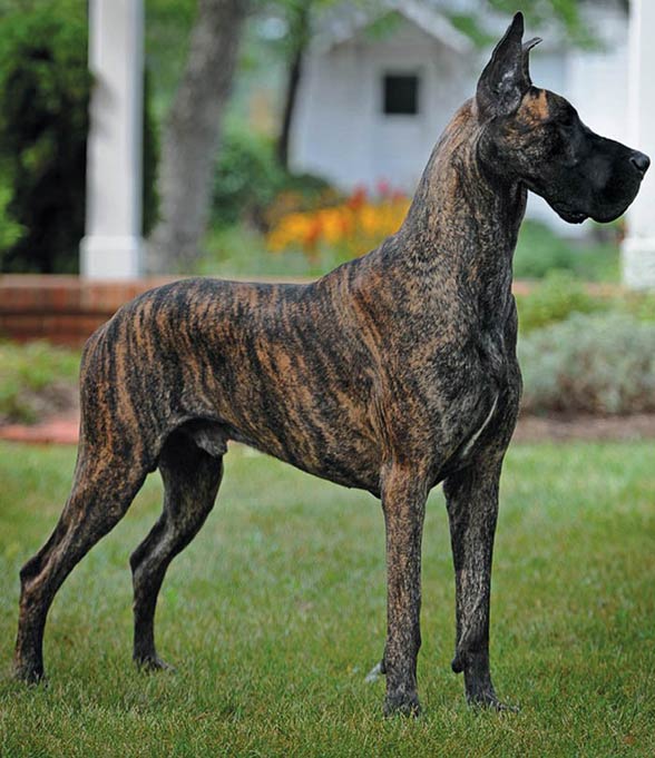 grey harlequin great dane