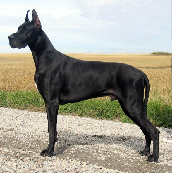 pure black great dane