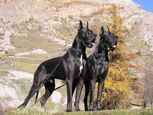 pure black great dane