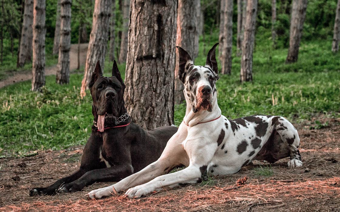 Can Great Danes Be Protective   Great Dane 