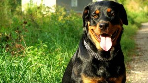 Rottweiler | DinoAnimals.com