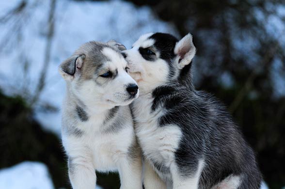 Siberian Husky | DinoAnimals.com