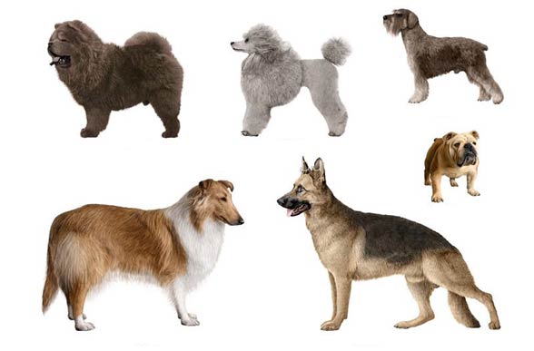 all dogs breeds