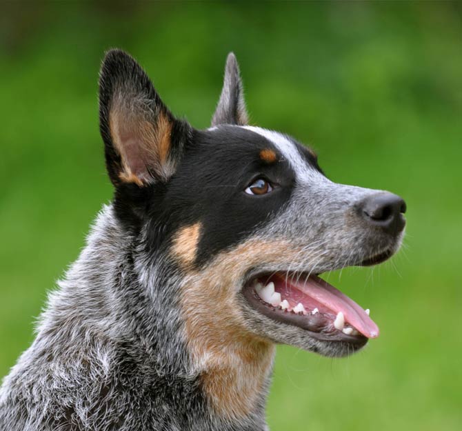 10 of the Smartest Dog Breeds