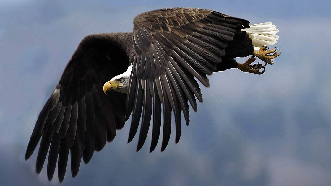 Pictures of Eagles from Around the World