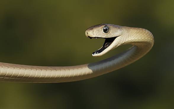 Black mamba (Dendroaspis polylepis)