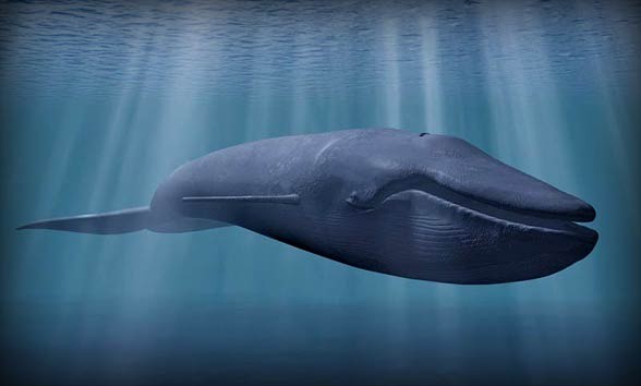 Largest, biggest, heaviest whales - TOP 10 | DinoAnimals.com