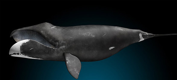 Bowhead whale (Balaena mysticetus) 