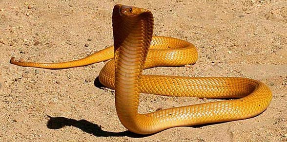 Cape cobra – DinoAnimals.com