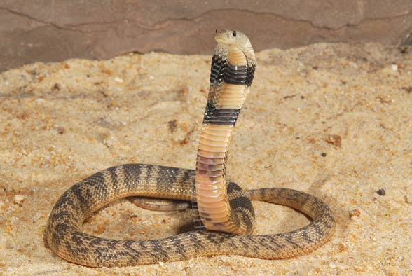 Caspian cobra (Naja oxiana)