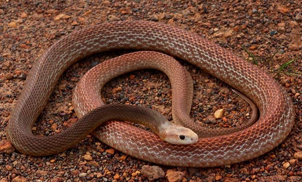 Coastal taipan (Oxyuranus scutellatus)