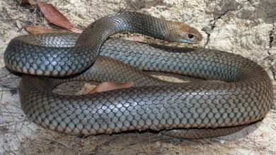 The Most Venomous Snakes – Top 10 | DinoAnimals.com