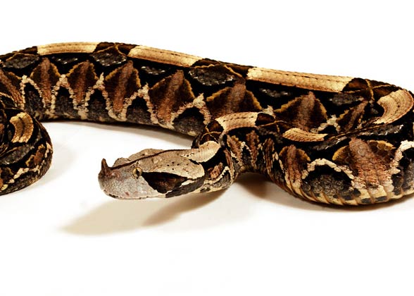 Gaboon viper (Bitis gabonica)