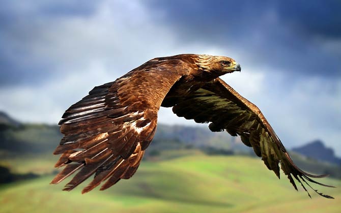 The largest and most powerful birds of prey – Top 10