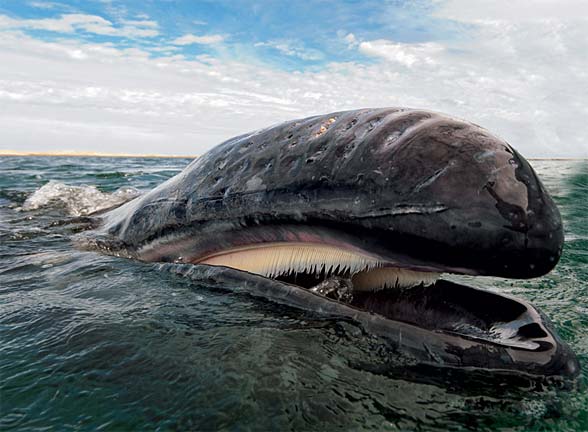 biggest whale in the world