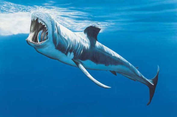 Great White Shark (Carcharodon carcharias)