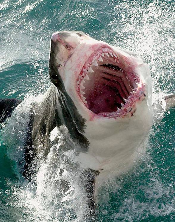 Great White Shark (Carcharodon carcharias) 