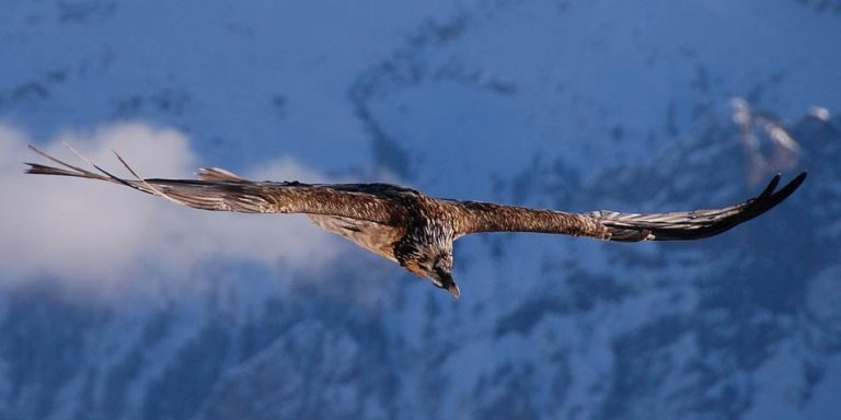 The highest flying birds – Top 10 | DinoAnimals.com