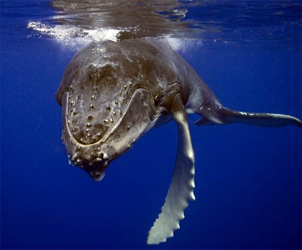 Humpback whale (Megaptera novaeangliae)