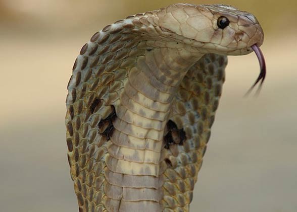 Indian cobra (Naja naja) – DinoAnimals.com