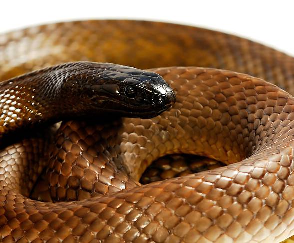 Inland taipan (Oxyuranus microlepidotus)