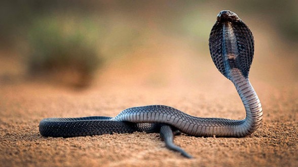 King cobra (Ophiophagus hannah)