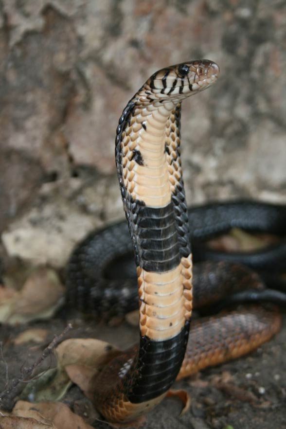 Forest cobra (Naja melanoleuca)
