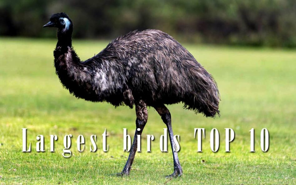 The largest and heaviest birds – Top 10 | DinoAnimals.com