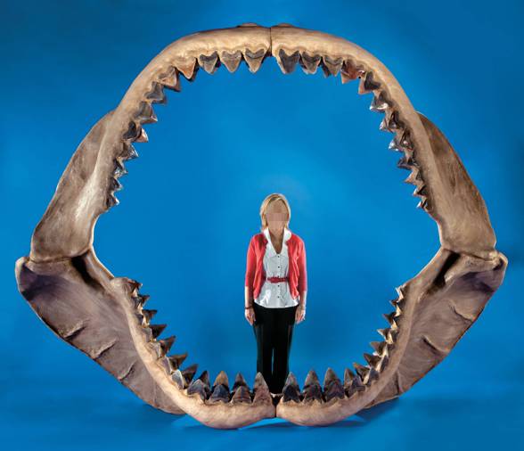 Megalodon (Carcharodon megalodon / Carcharocles megalodon) 