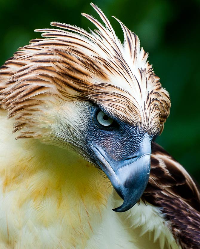 largest raptor bird