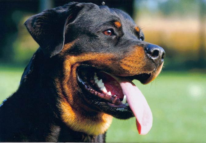 https://dinoanimals.com/wp-content/uploads/2015/02/Rottweiler.jpg