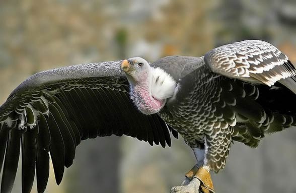 Rüppell's griffon vulture (Gyps rueppellii).