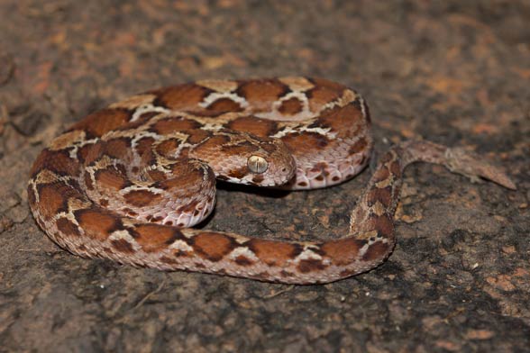 Saw-scaled viper (Echis carinatus)