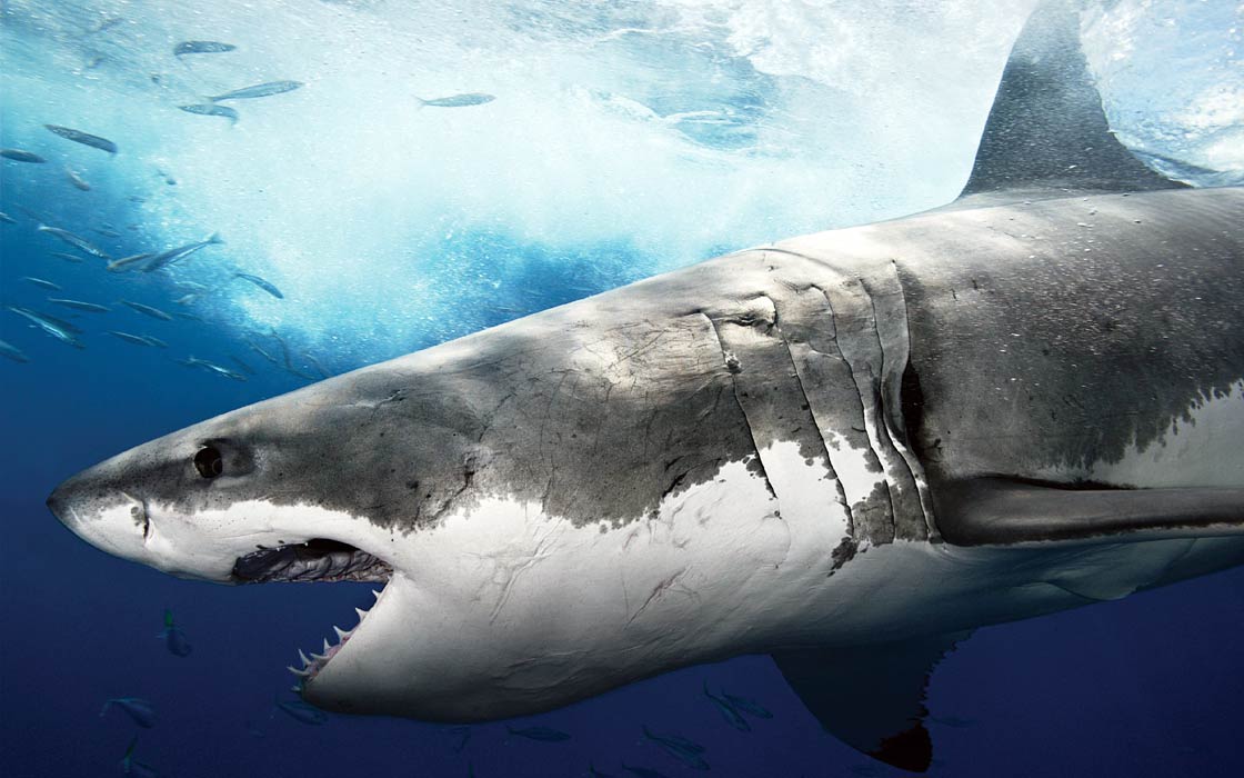 The largest, biggest, longest sharks - Top 10 