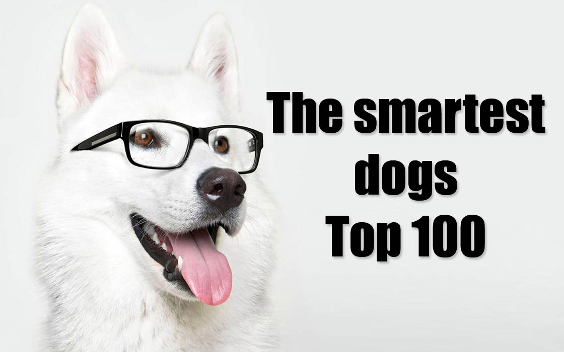 smartest dog breeds top 100