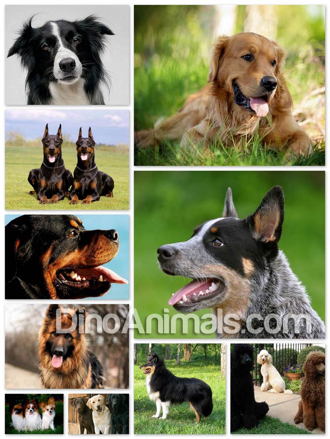 Ranking of dogs by 2024 intelligence