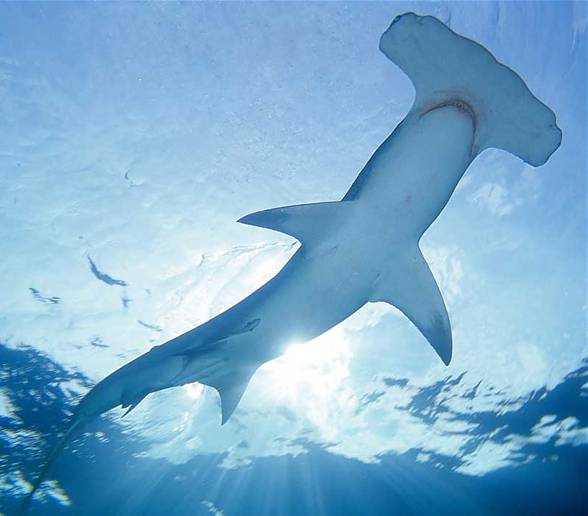 Smooth Hammerhead Shark (Sphyrna zygaena)