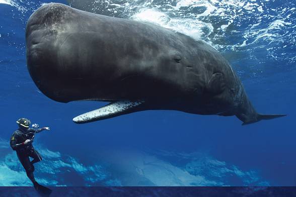 Sperm whale (Physeter macrocephalus)