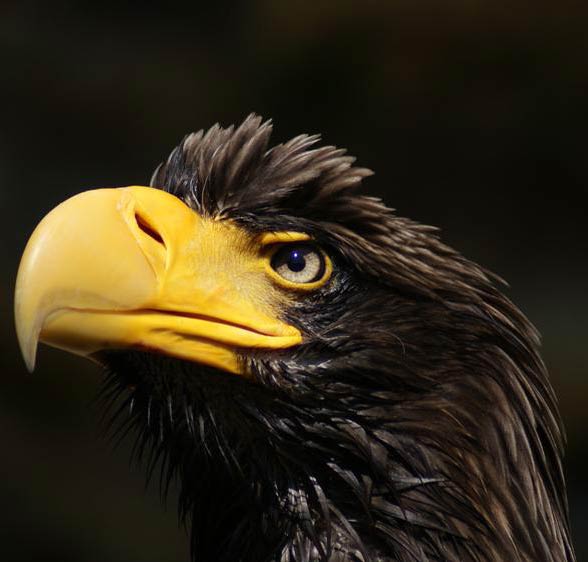 The largest eagles – Top 10 | DinoAnimals.com