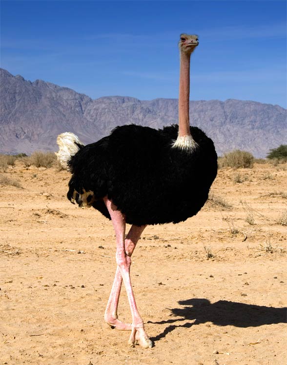 Common ostrich (Struthio camelus)