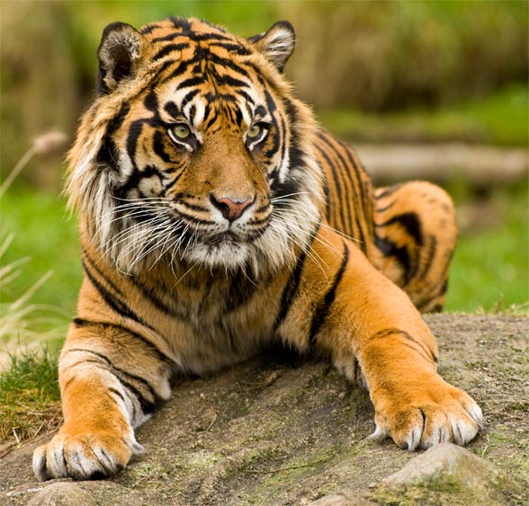 Sumatran tiger (Panthera tigris sumatrae)