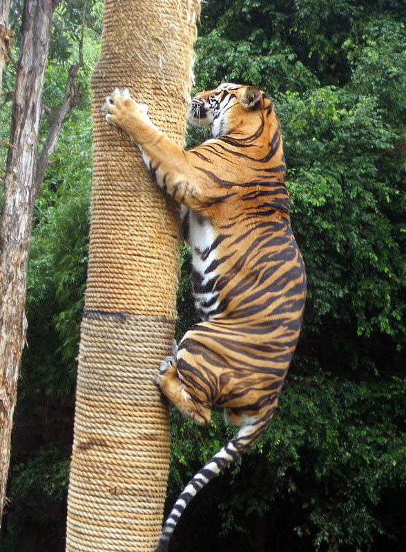 Sumatran tiger (Panthera tigris sumatrae)