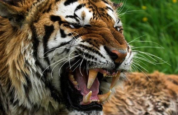 Sumatran tiger (Panthera tigris sumatrae)